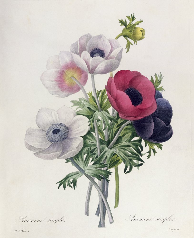 アネモネ: 一重咲き、『Les Choix des Plus Belles Fleurs』より